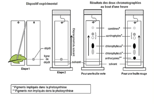 Document 1 : dispositif de chromatographie