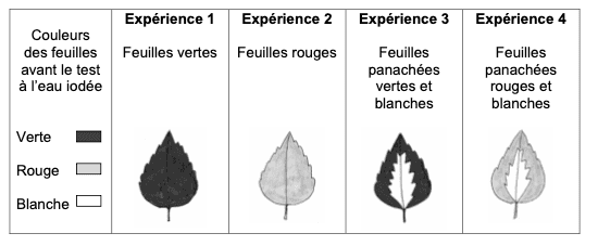 Tests à l’eau iodée sur différentes feuilles