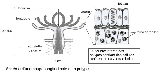Schéma du polype et des zooxanthelles