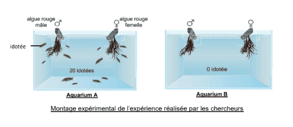 Schéma des aquariums A et B