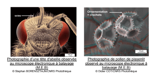 Photographie d'une tête d'abeille au MEB